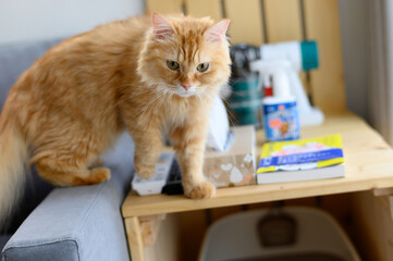 外を監視する猫（マンチカン）