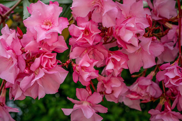 Blooming pink oleander flowers or Nerium in garden. Selective focus. The best delicate summer...