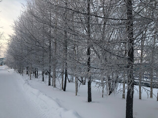 snow covered trees