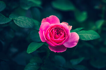 Close-Up Of Rose bud in the garden. Valentine's Day.