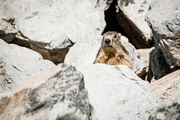 Adorable marmotte sortant de son terrier dans les rocheuses alpines