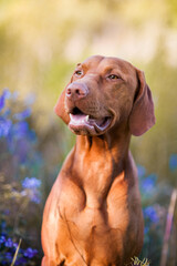 Hungarian Vizsla flower portrait