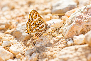 Macro shots, Beautiful nature scene. Closeup beautiful butterfly sitting on the flower in a summer garden.