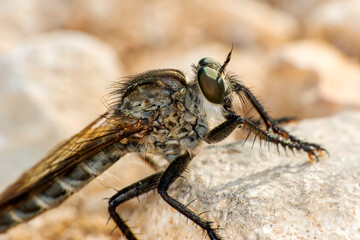 Macro shot of a robber fly in the garden