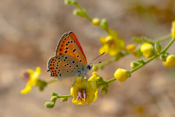 Macro shots, Beautiful nature scene. Closeup beautiful butterfly sitting on the flower in a summer garden.