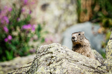 Adorable marmotte sortant de son terrier dans les rocheuses alpines
