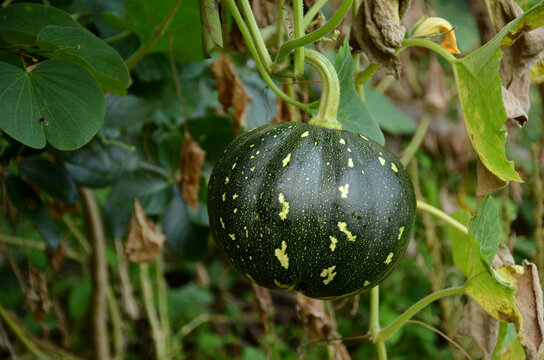 the green ripe pumpkin with vine in the garden.