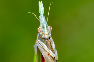 Close up of pair of Beautiful European mantis ( Mantis religiosa )
