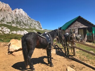 horse in the mountains