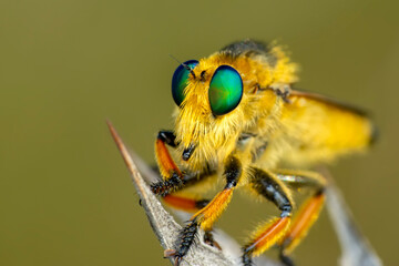 Macro shot of a robber fly in the garden