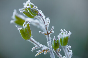 Frost beautifully frames the plants in the early autumn morning
