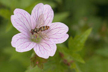 Female Marmalade Hoverfly, Episyrphus balteatus pollinating a pink cranesbill flower, Geranium endressii., close-up view from above.