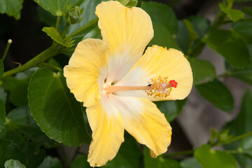 Sydney Australia, close-up of a yellow hibiscus flower in garden