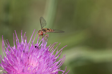 Marmalade Hoverfly, Episyrphus balteatus on a purple thistle flower, Cirsium sp., close-up, green background.