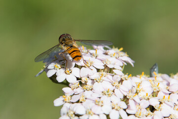 Marmalade Hoverfly, Episyrphus balteatus, rear view with open wings, on white hogweed flowers, Heracleum sphondylium, close up on a natural green background