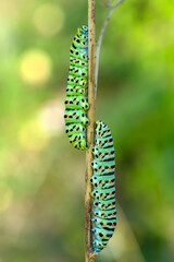 Macro shots, Beautiful nature scene. Close up beautiful caterpillar of butterfly  
	
