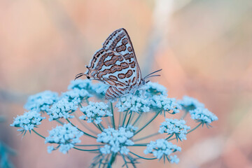 Macro shots, Beautiful nature scene. Closeup beautiful butterfly sitting on the flower in a summer garden.