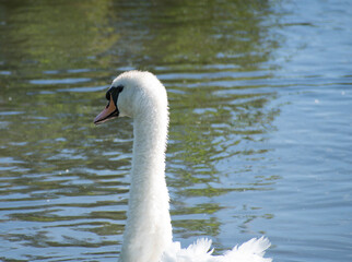 Fototapeta premium Mute Swan portrait with rippling water in the background. 