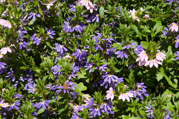 Sydney Australia, mauve and pink flowers of  the Scaevola 'Fairy Blue' groundcover