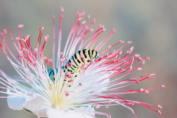 Macro shots, Beautiful nature scene. Close up beautiful caterpillar of butterfly  
	
