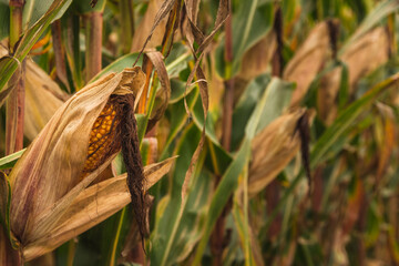 Corn in cob in field. Brown and green leaves, Autumn time.