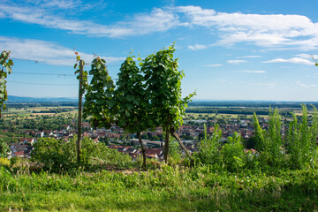 Weinbau im Kaiserstuhl / Baden-Württemberg / Deutschland