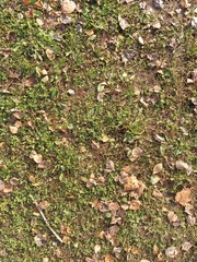 autumn leaves on the ground