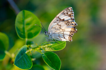 Macro shots, Beautiful nature scene. Closeup beautiful butterfly sitting on the flower in a summer garden.