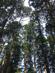 森の木々を見上げる