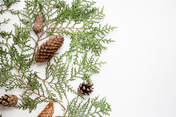 branches of thuja and cones on a white background. background for the winter holidays. minimalistic...
