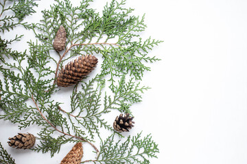 branches of thuja and cones on a white background. background for the winter holidays. minimalistic...
