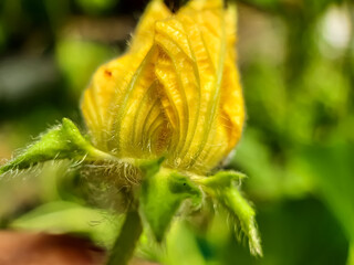 Yellow pumpkin flowers are blooming on the green cultivated land and it is a male flower.