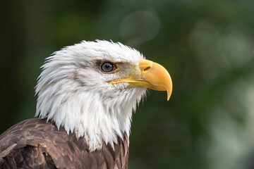 Close up of adult bald eagle