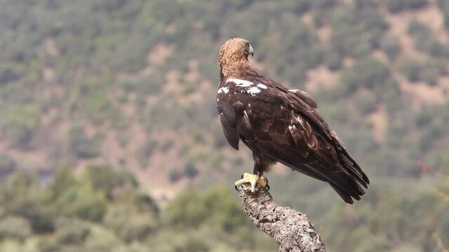 Spanish Imperial Eagle adult female on a windy and cloudy day in a Mediterranean forest