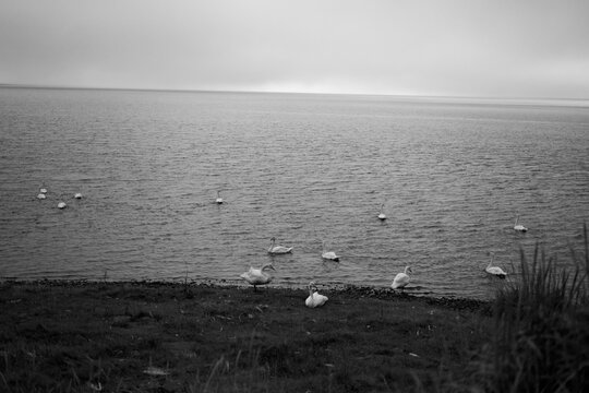 Black and White picture of white swans at the sea coast Iceland 2020