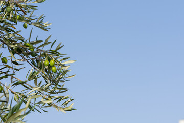 Green olives on an olive branch