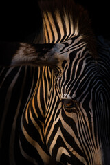 Close-up of a zebra's eye