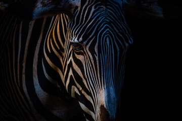 Close-up of a zebra with black background at sunset © Eleazar