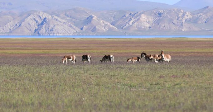 Equus kiang in high altitude grassland