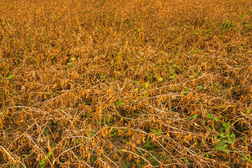 Dry Soy beans in the field ready to harvest