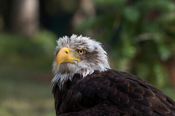 Young bald eagle close-up