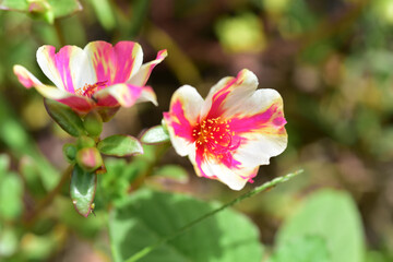 Fototapeta na wymiar Close up flowers on blur background.