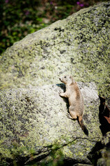 Adorable marmotte sortant de son terrier dans les rocheuses alpines