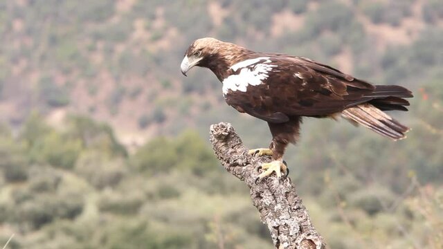 Spanish Imperial Eagle adult male on a windy and cloudy day in a Mediterranean forest