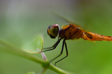 Close up dragonfly in background.