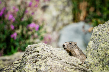 Adorable marmotte sortant de son terrier dans les rocheuses alpines
