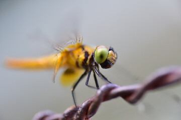 Close up dragonfly in background.