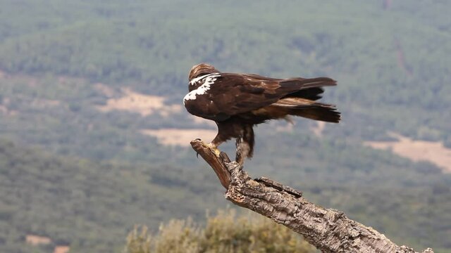Spanish Imperial Eagle adult male on a windy and cloudy day in a Mediterranean forest