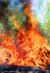 forest fire