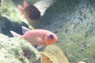 Naklejka premium Beautiful fish under the sea.